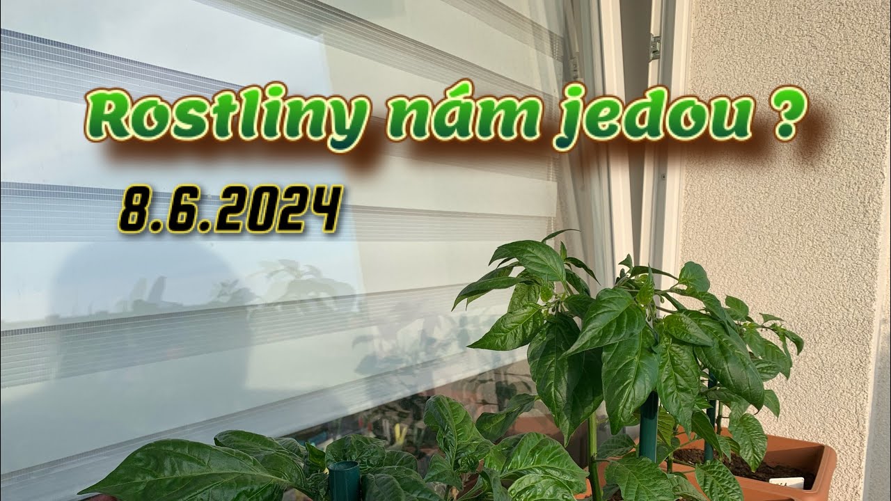 Papriky nám jedou ? / 8.6.2024 / #vlog #peppers #funny #2024 #groves