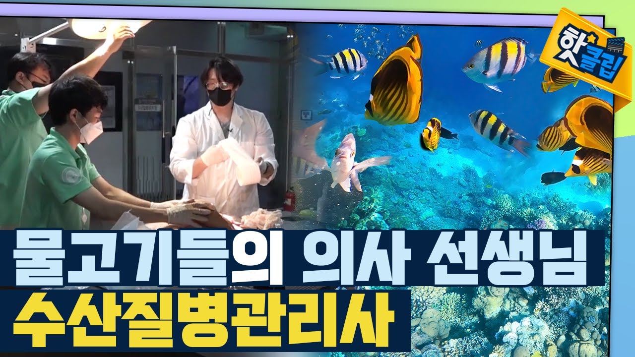 [핫클립] 해양 생물을 치료하는 수산질병관리사 / YTN 사이언스