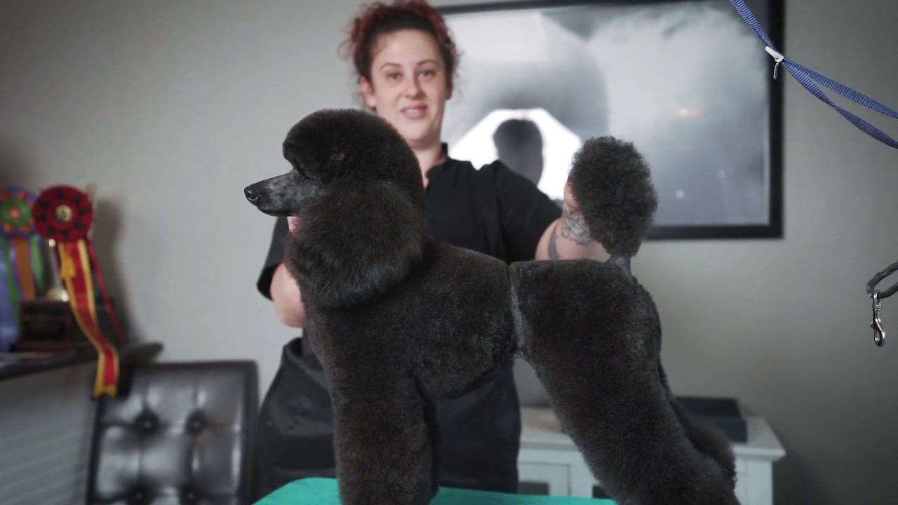 Desi Poodle Trim w/ Lindsey Dicken