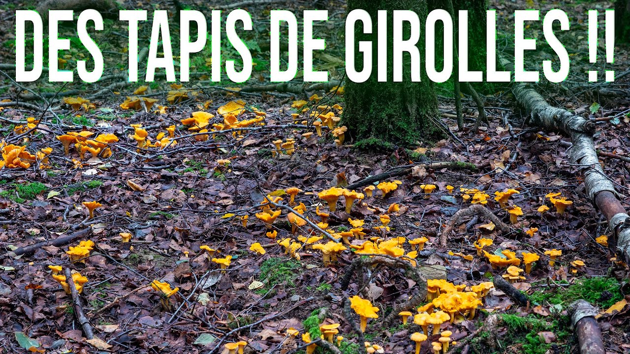 Le rêve du Cueilleur de Champignons : Époustouflants Tapis de Girolles dans une Forêt Enchantée