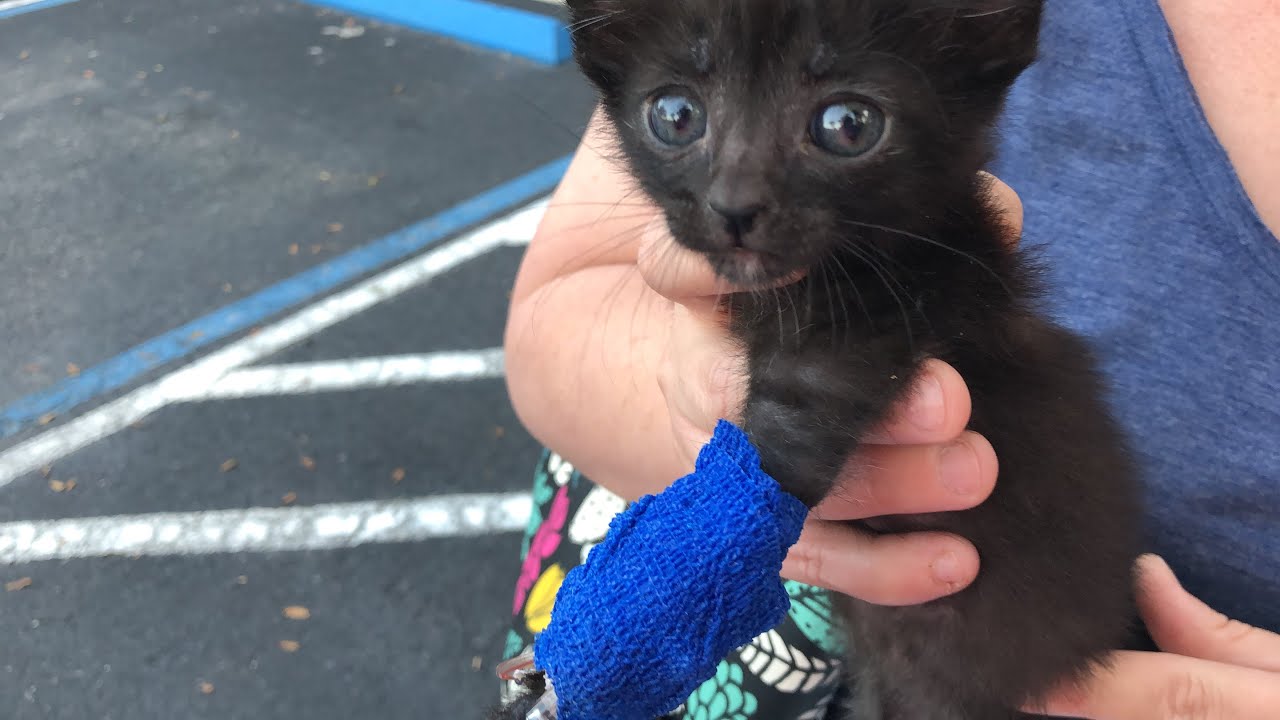 Archie Reunites With Family From Emergency Vet