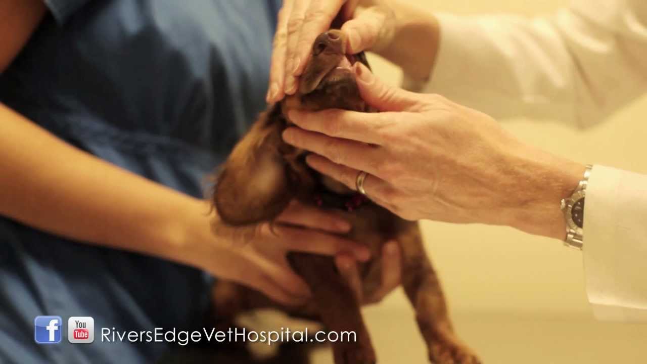 Parvo Prevention -- River's Edge Vet Hospital