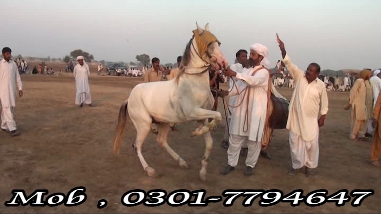 Horse Dance Program Ghora Sabza owner Syeed Mataz Hussain Qurasi Swar Haji Fakhar hussain Metla