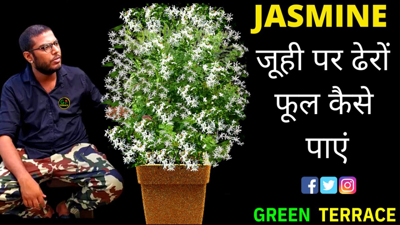 जूही,चमेली की बेल  पर फूल ही फूल | Jasmine care n fertilizer | Get unlimited flowers on jasmine.