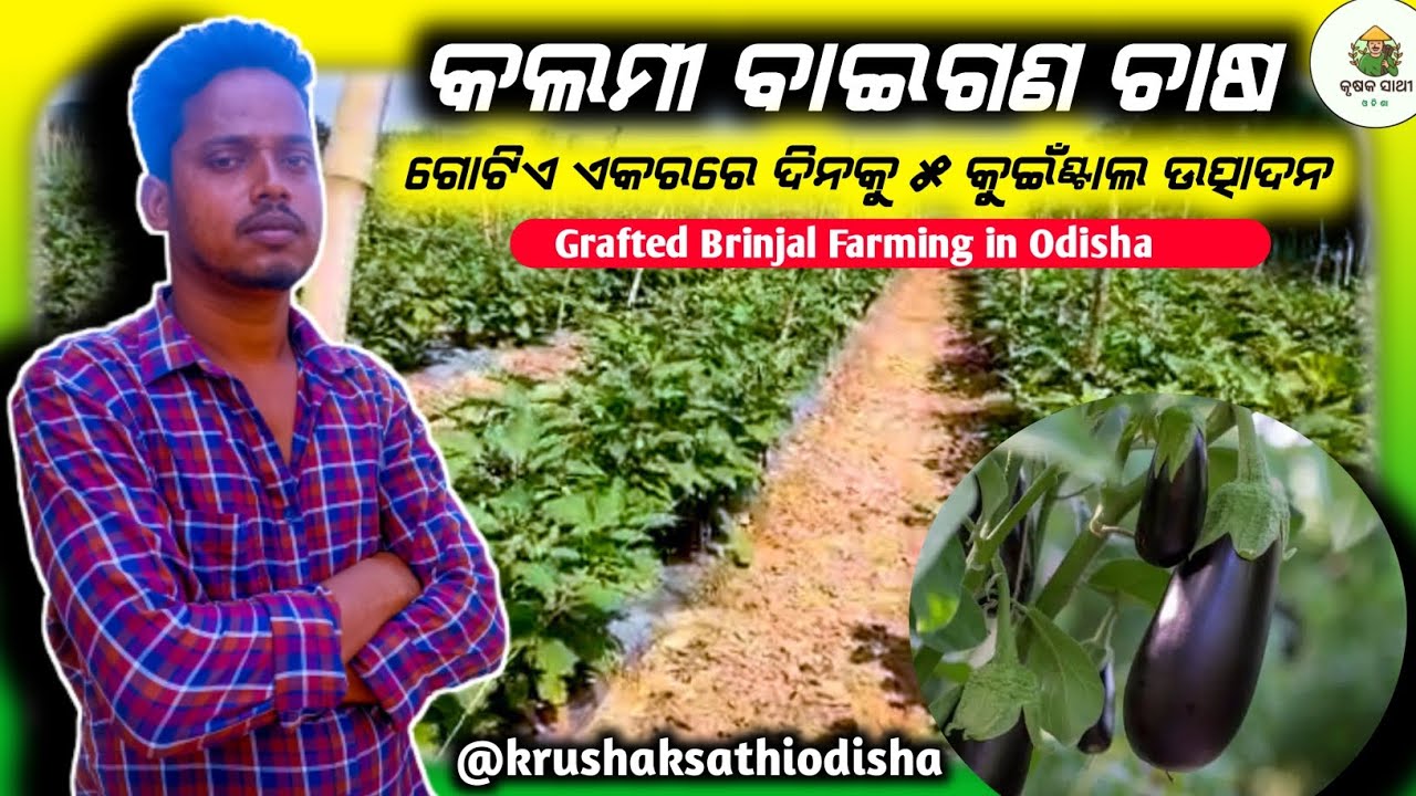 କଲମୀ ବାଇଗଣ ଚାଷ ||Grafted Brinjal Farming In Odisha||More Yeald from grafted Brinjal || Baigana Chasa