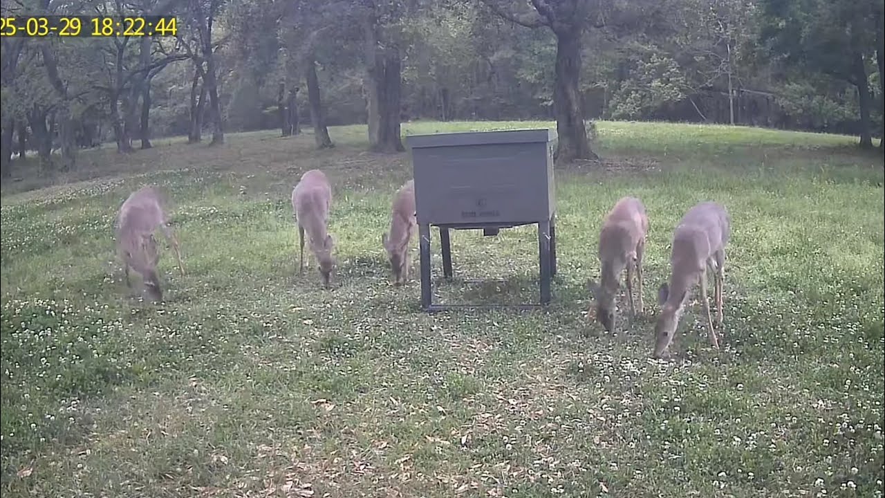 deer (3-29-25) overnight