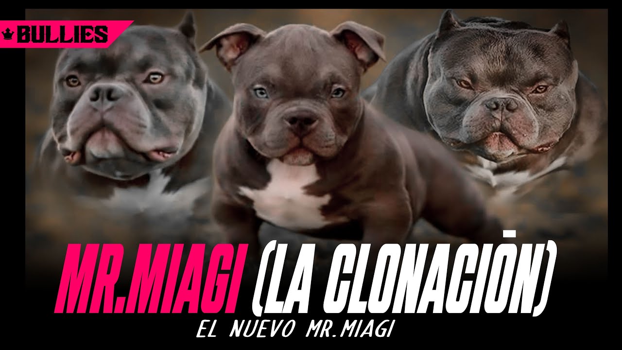 MR.MIAGI (LA CLONACION) El nuevo Mr.Miagi🔥