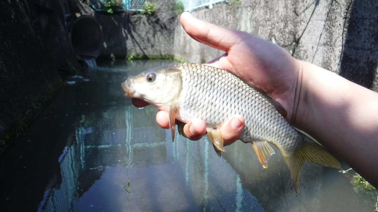 川でコイを泳がせてみると・・・