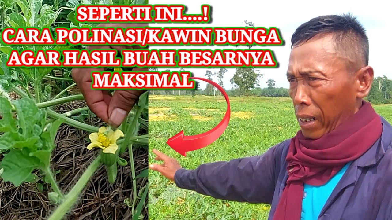 CARA PILIH POLINASI/KAWIN BUNGA AGAR BUAH BESAR MAKSIMAL