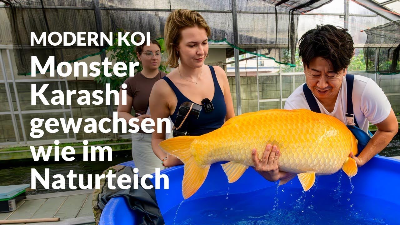 Die über 1 Meter Riesen aus der Glashausaufzucht | Modern Koi Blog Japan #7689
