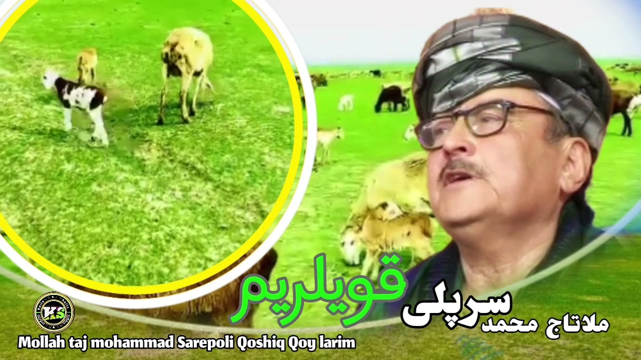 ملاتاج محمدسرپلی_قوشیق_قویلریم|Mollah taj mohammad Sarepoli Qoshiq Qoy larim__#کویله_سویله_#ملاتاج