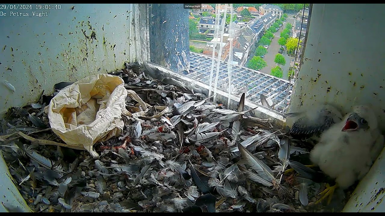 Vught/ De Petrus.  De kuikens worden gehaald voor het ringen. 2024 04 29 190659