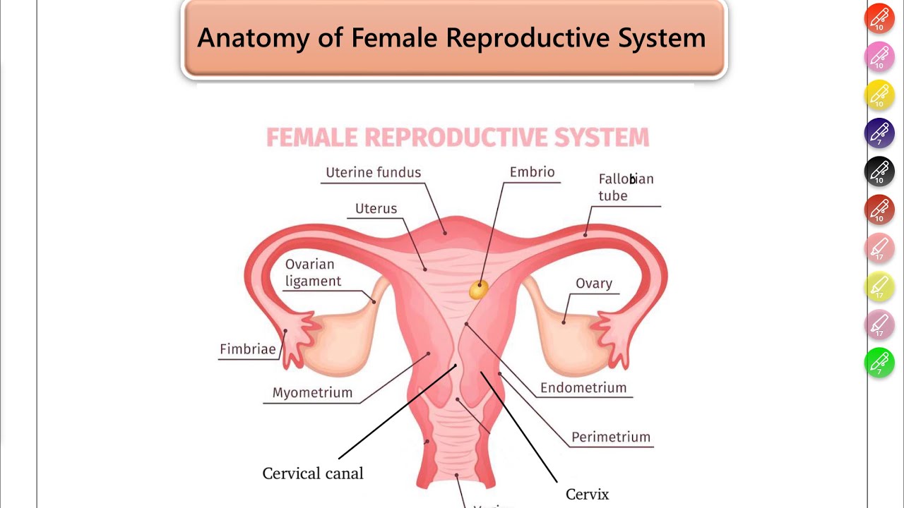 Anatomy of female reproductive system II Obstetrics طب النساء / تمريض النساء