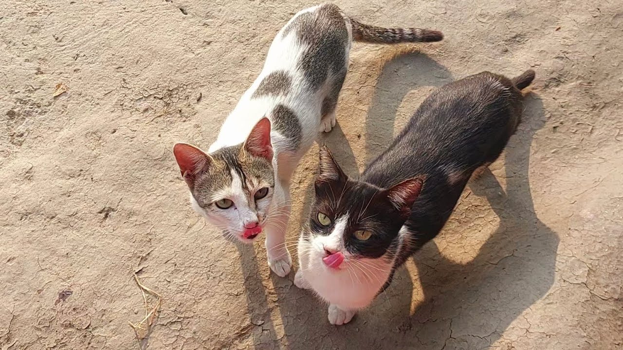 CUTE MOTHERCAT AND KITTEN MEOWING  ll Best Funny Animals Compilation #Funny-Animals #FunnyCats