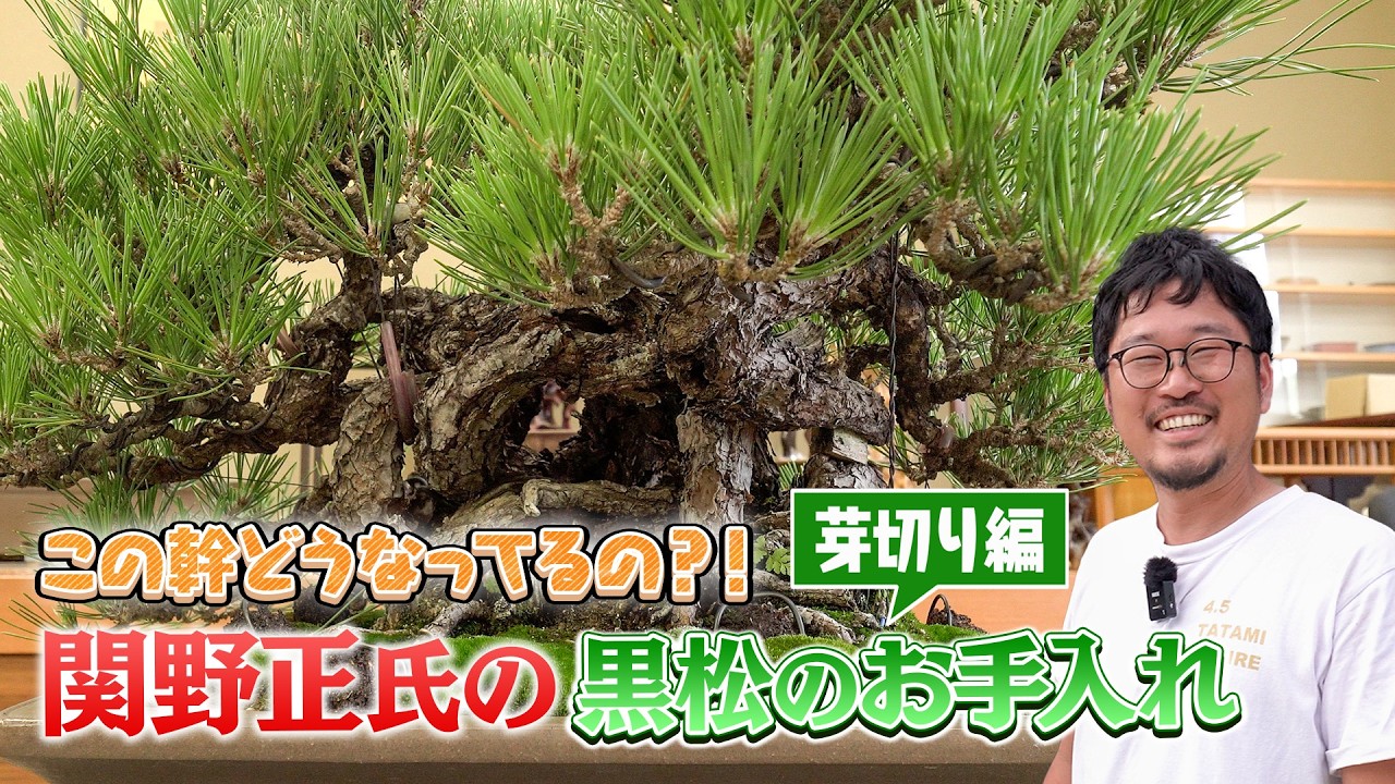 【盆栽界の鬼才】関野正氏の黒松のお手入れ【芽切り編】