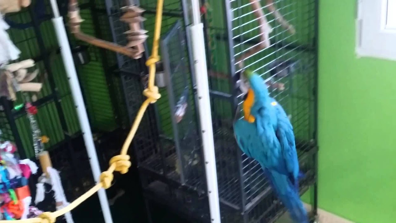 Parque de juegos para loros