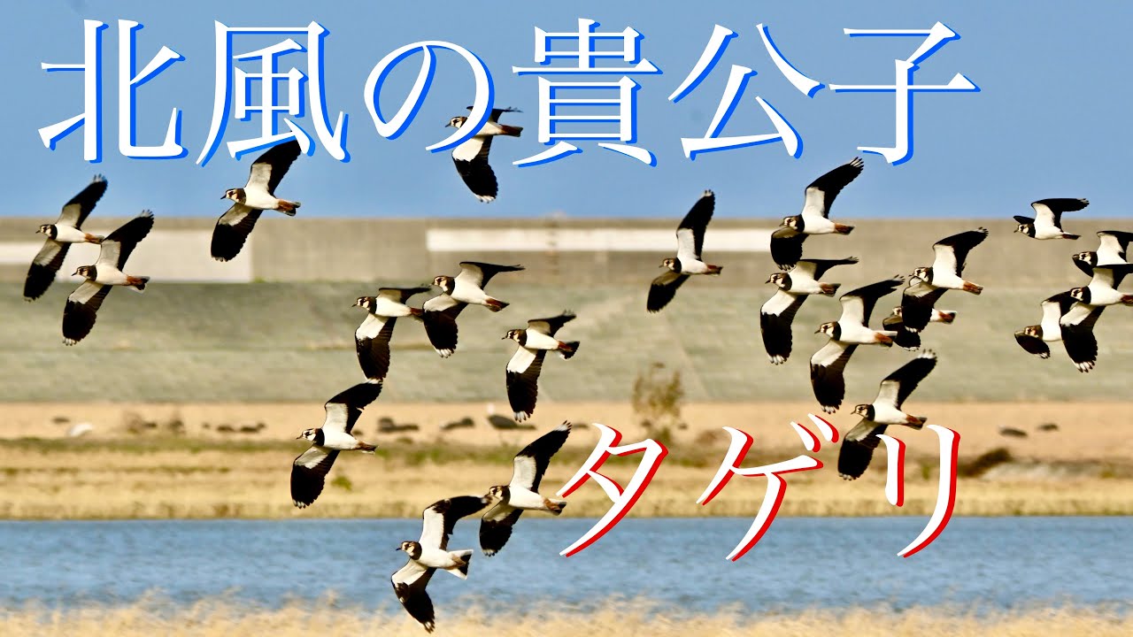タゲリ　北風の貴公子