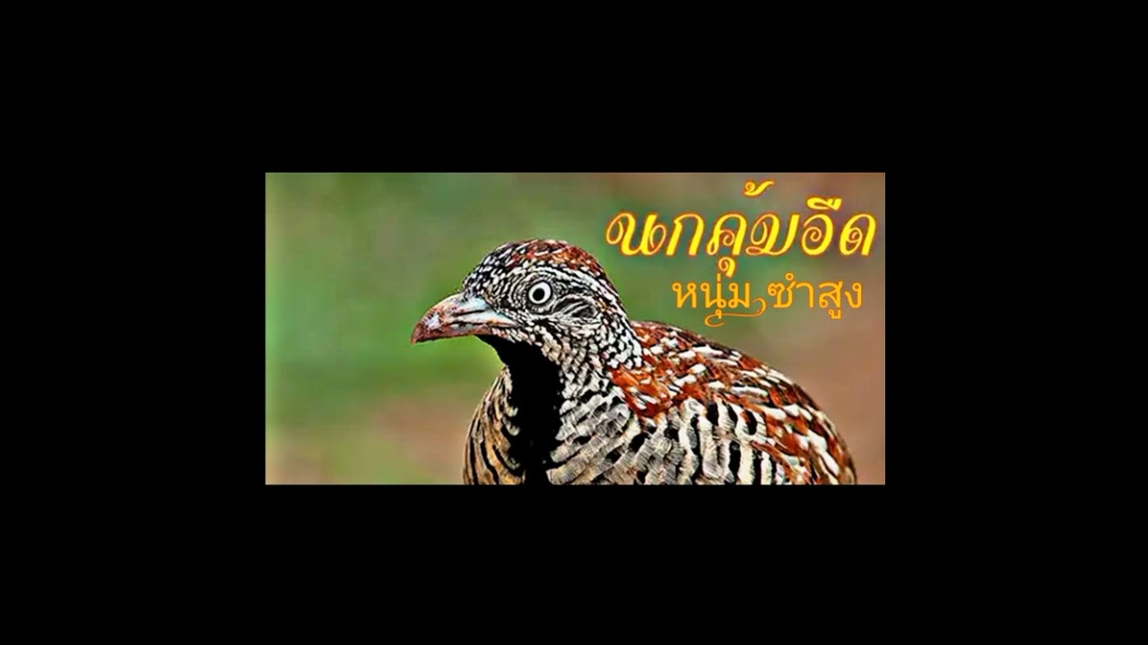 เสียงนกคุ้มอืดเข้าดี100%