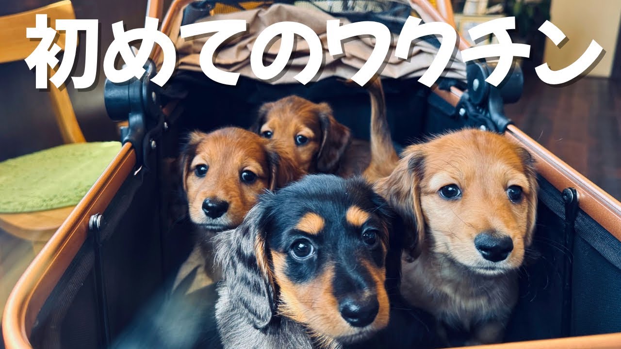 【ダックスの子犬】1/15産まれの子犬達が初めてのワクチンに挑戦