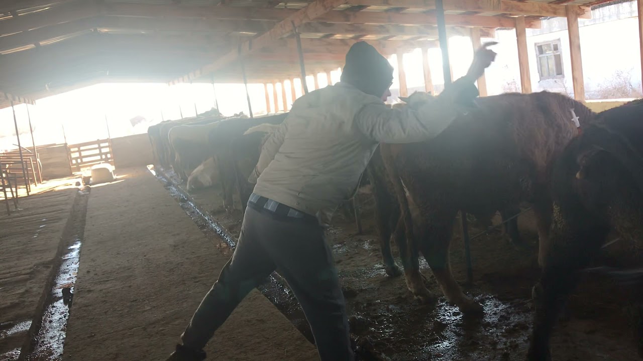 Откорм Быков-Ивермек +Элеовит