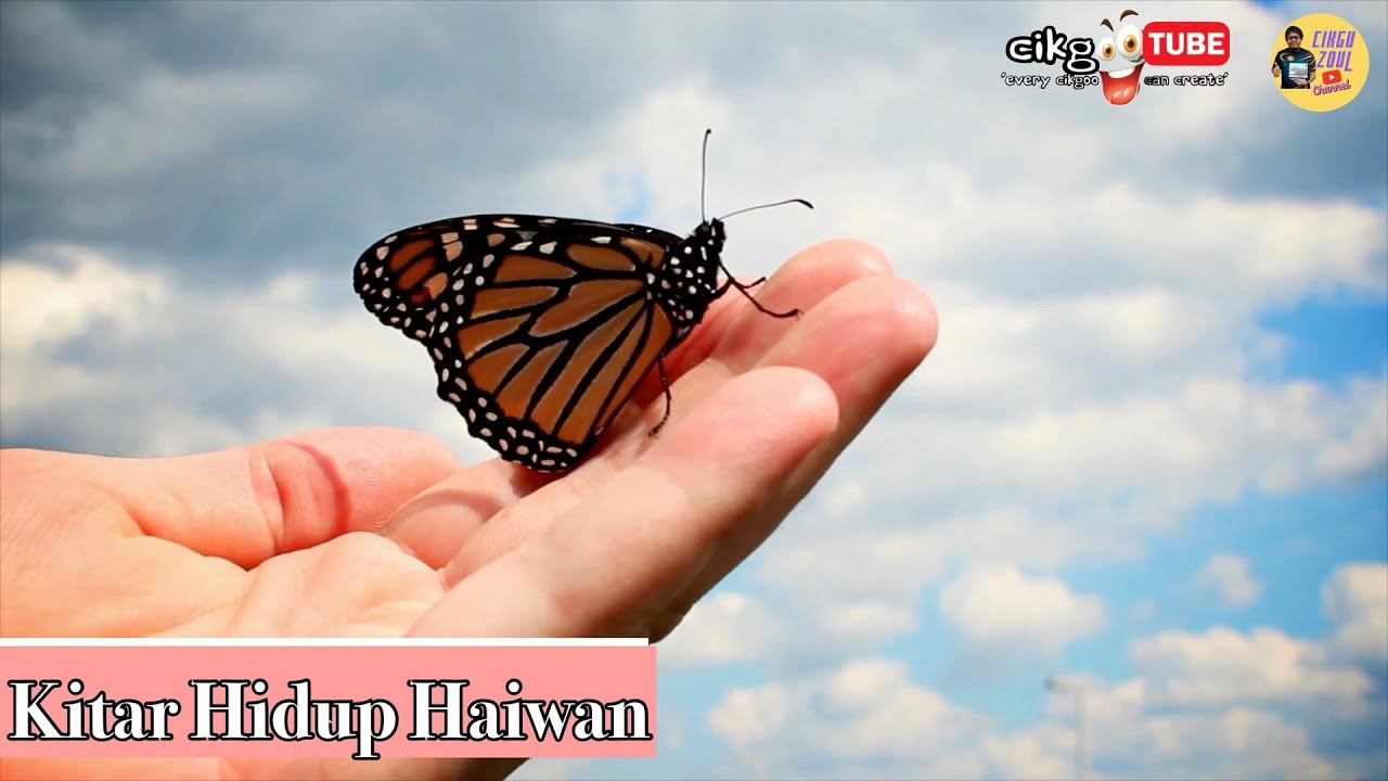 Sains Tahun 2: Kitar Hidup Haiwan