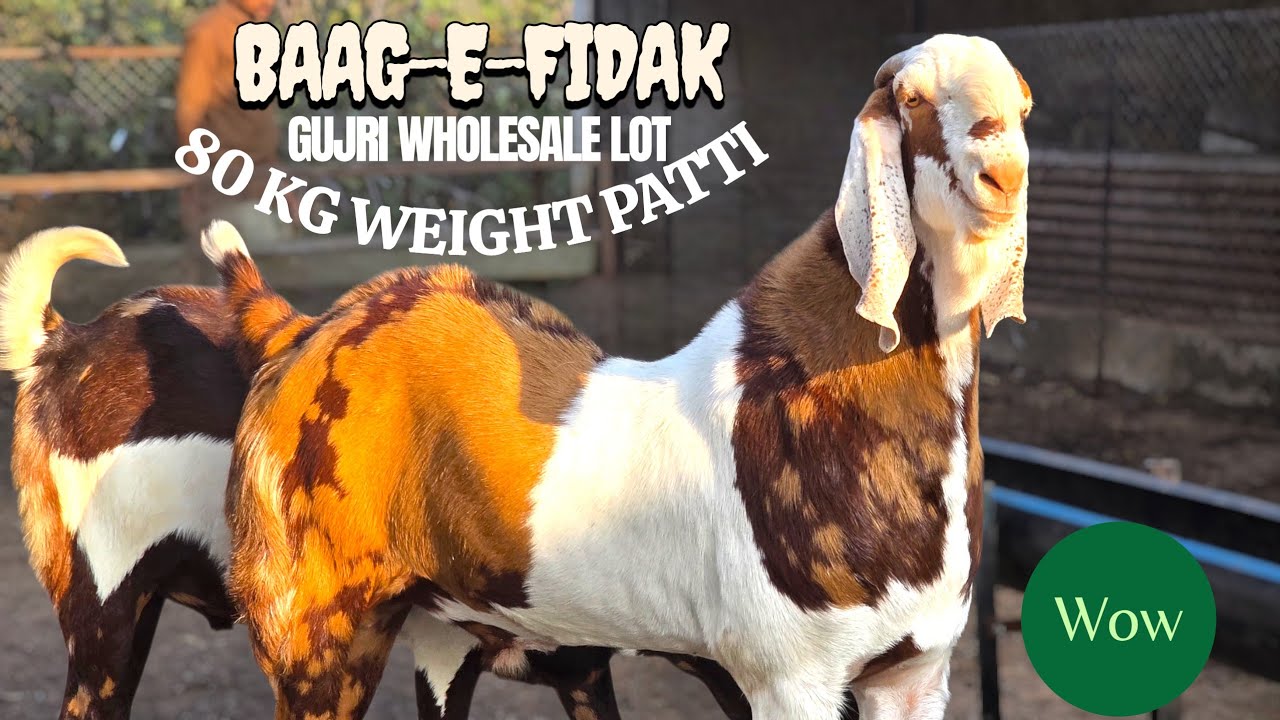 BAAG-E-FIDAK TOP NOCH QUALITY GUJRI KA LOT | WHOLESALE | RASULPUR | GUJARAT 