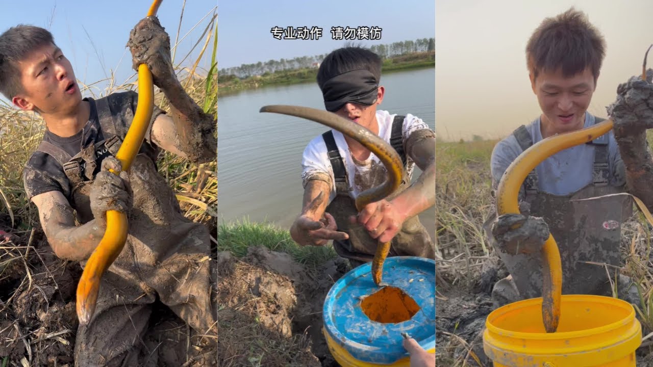水猴子花500元包塘抓黄鳝，这么原始的环境难怪鳝鱼能长到2斤，你们见过2斤的鳝鱼没？