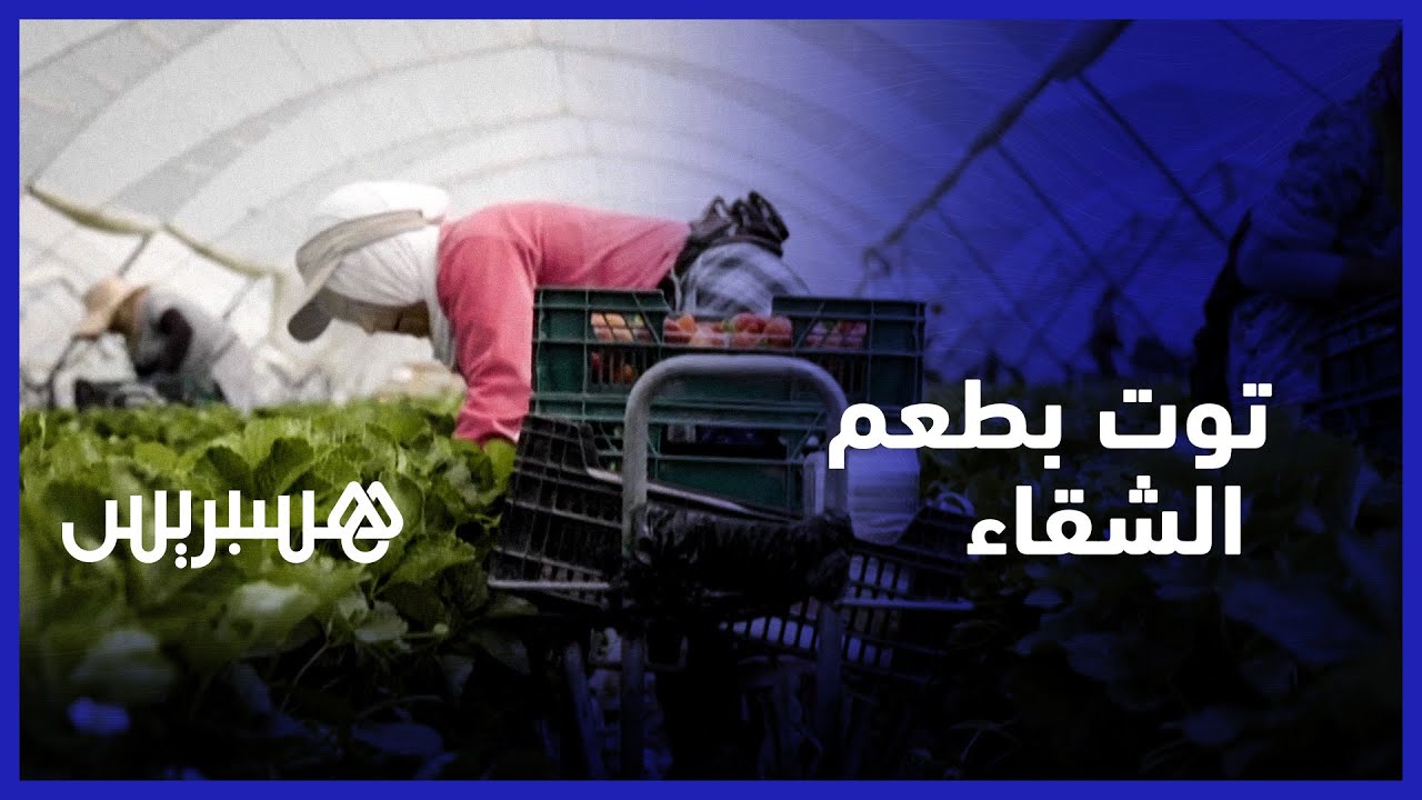 بدون عنوان: العاملات المغربيات في الحقول الإسبانية .. 