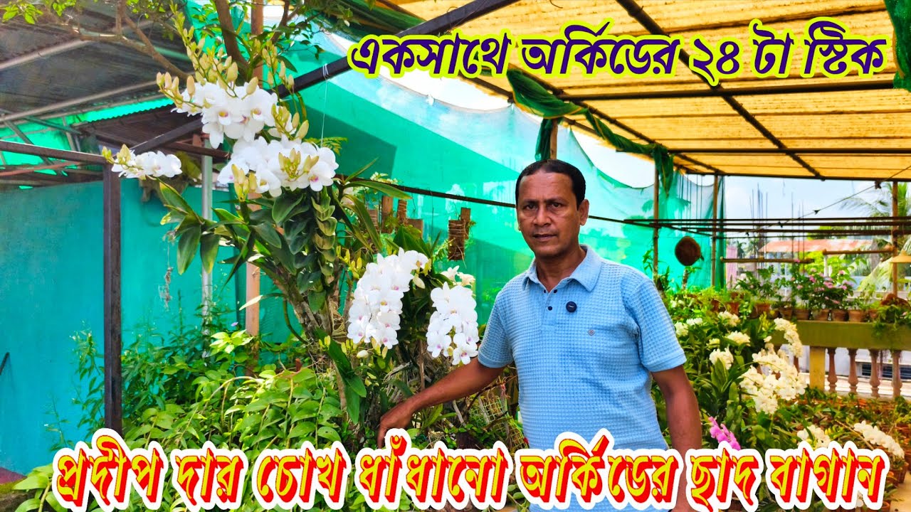 প্রদীপ দার চোখ ধাঁধানো অর্কিডের ছাদ বাগান একসাথে ২৪ টা স্টিক / Orchid's extraordinary rooftop garden