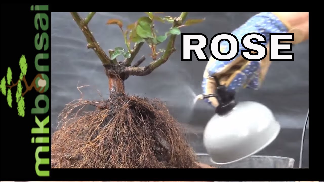 How to make a Bonsai Rose Plant | Iqbal Khan | mikbonsai | गुलाब बोन्साई कैसे बनाएं - HINDI/URDU