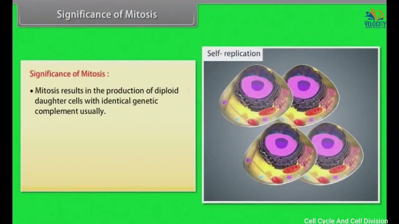 Cell Cycle And Cell Division | Class 11 | Biology | NCERT | CBSE | English Medium