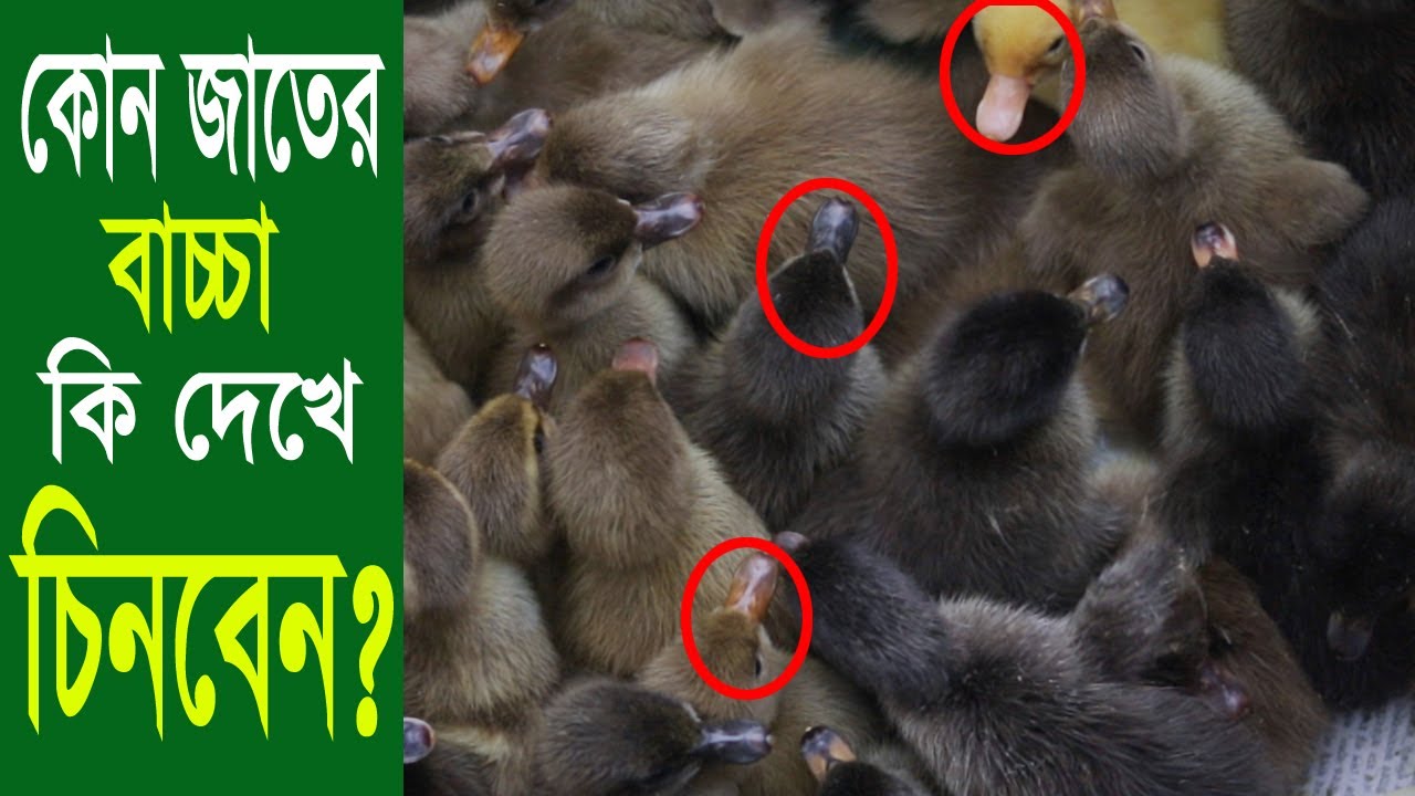 বাচ্চা হাঁস চেনার উপায় | কোন জাতের হাঁস বাচ্চা দেখে চিনবেন কিভাবে? Safollo Kotha 122