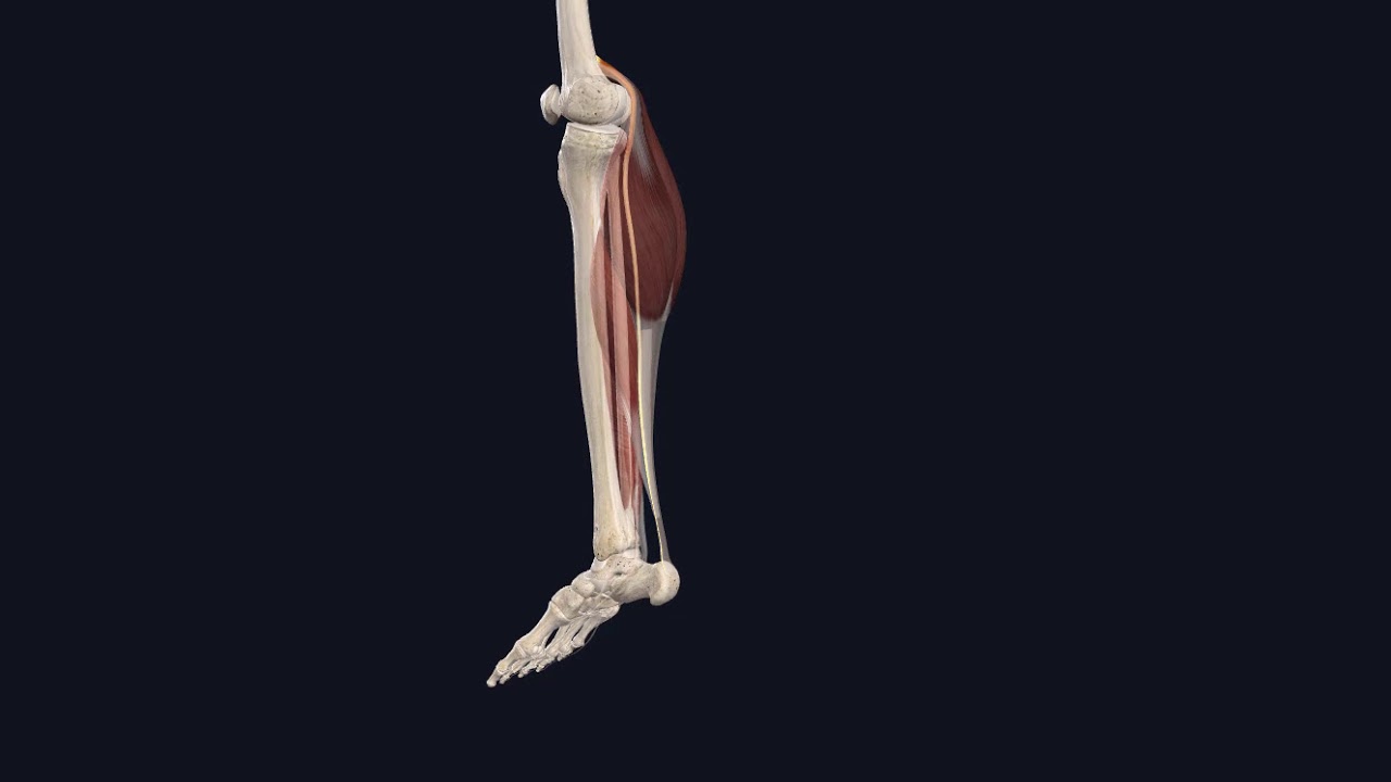 ÜÜ-FTR | M  plantaris - plantar fleksiyon