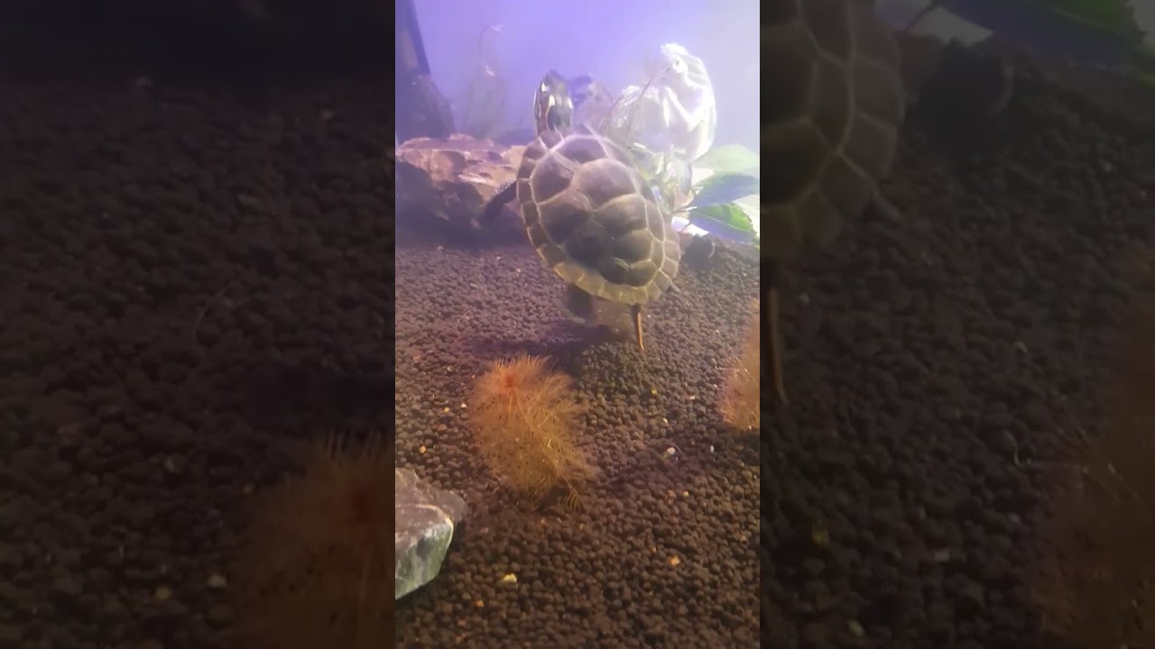 Dal-kong, a semi-aquatic turtle yawning and going to sleep 