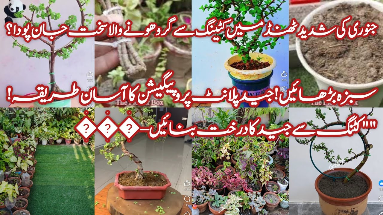 Plant grow from cutting  Jade plant propagation and piatti's maintenance. 
