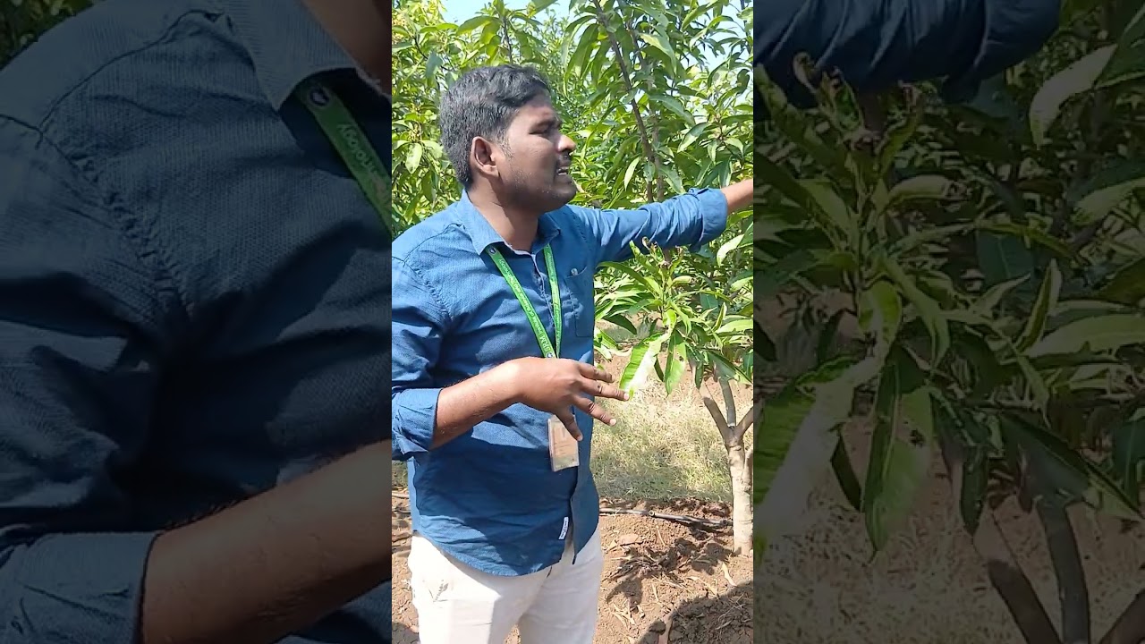 அடர் நடவு மா விவசாயம் லாபம் பற்றி விளக்கம் SRM AGRI COLLEGE #MANGO #highdencity #Tamil 
