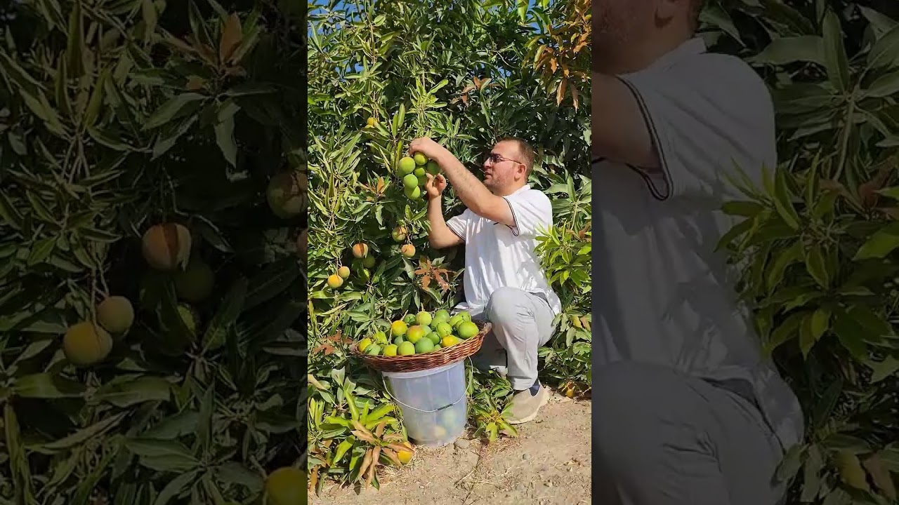 #حصاد #المانجو 🥭الشتوى فى#سلطنة_عمان لعام 2025🥭#fruit