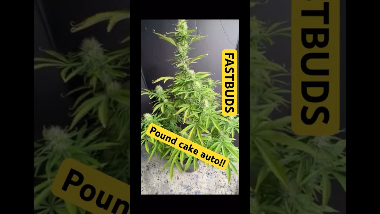 FASTBUDS!! (POUND CAKE AUTO)