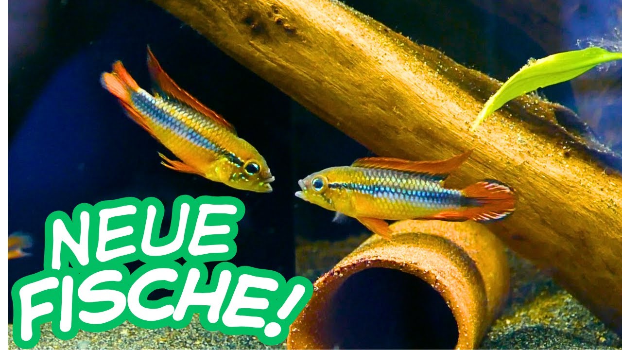 NEUE FISCHE bei Fishtopia