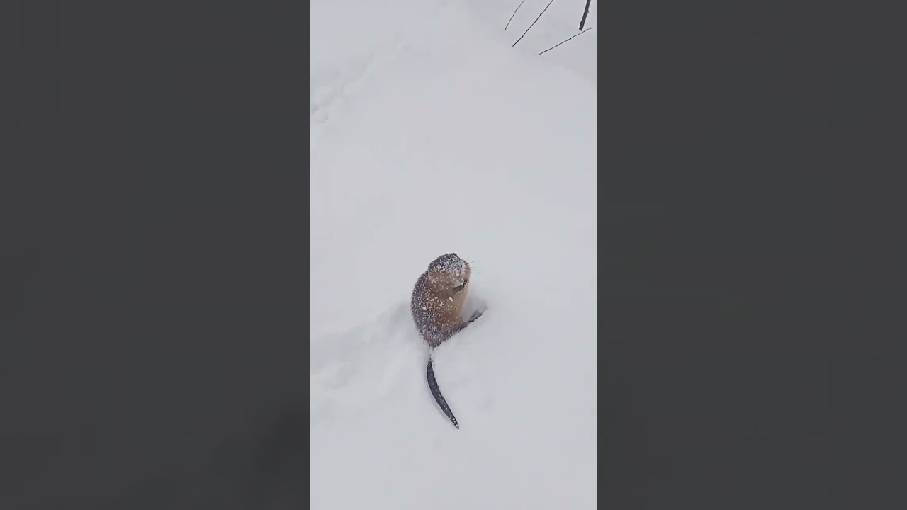 Водяная крыса🐭#shorts #animals