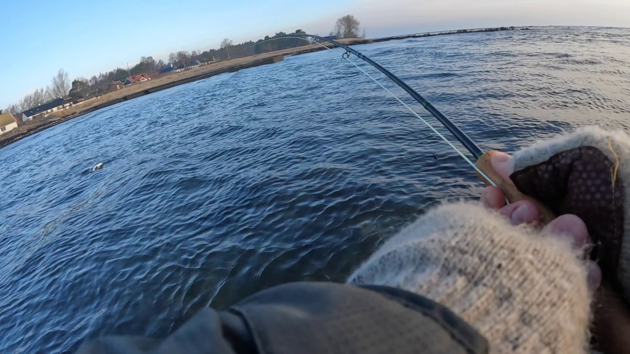 Flugfiske Havsöring Skåne Februari