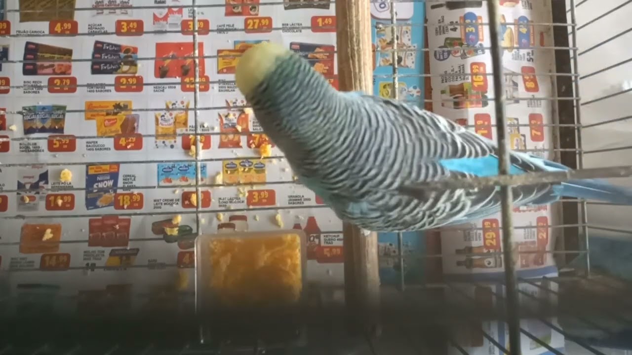Periquitos australianos #birds #aves #pets #parrot #perico #pajaro