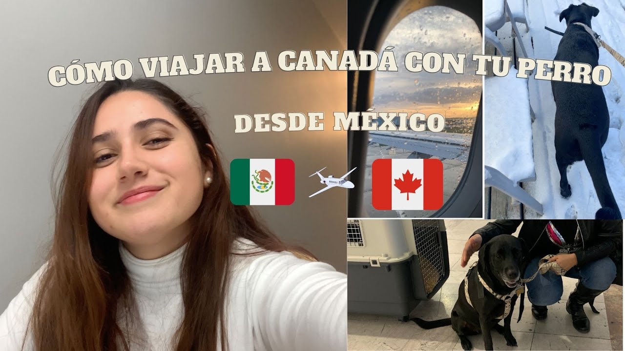 Cómo viajar a Canadá con tu perro desde México 2021