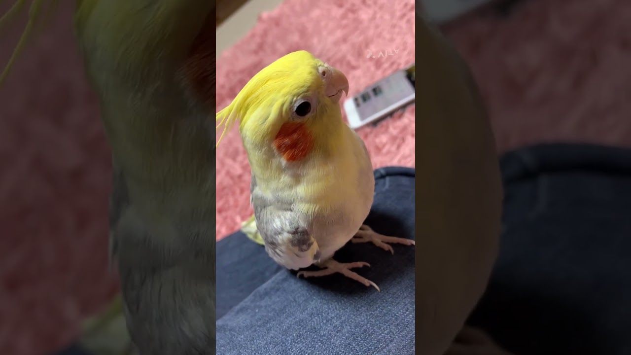オカメインコ歌う(空ちゃん）