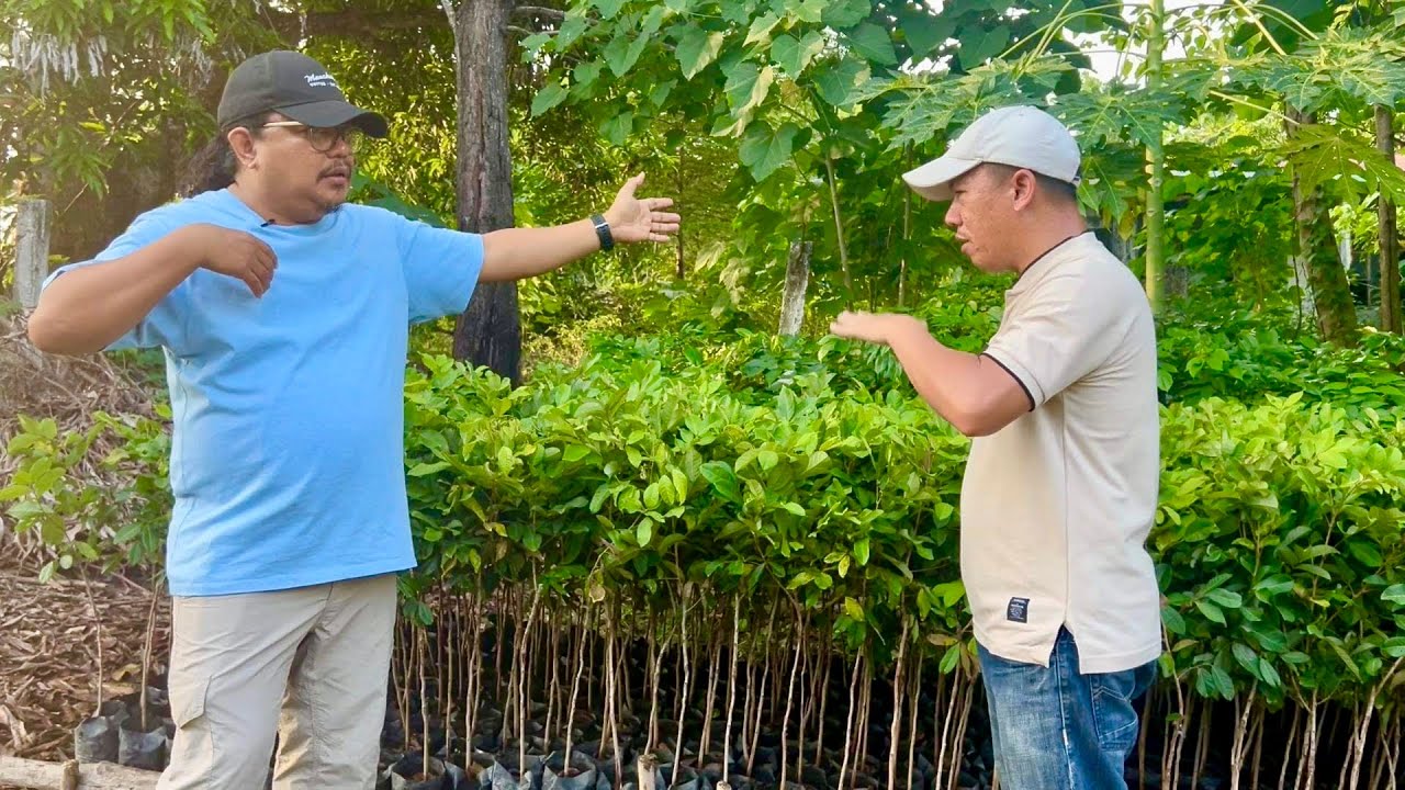 Sa RELIABLE SOURCE ng SEEDLINGS lamang Bibili!  - FRUIT TREES at REFORESTATION TREES