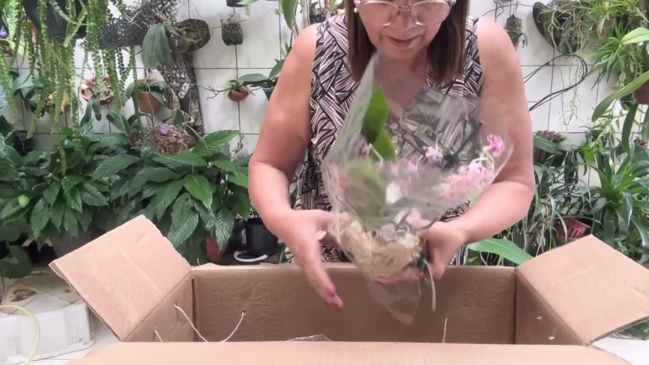 Veja Quantas orquídeas lindas