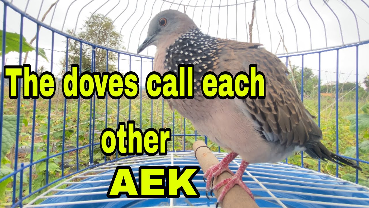 The dove call each other 