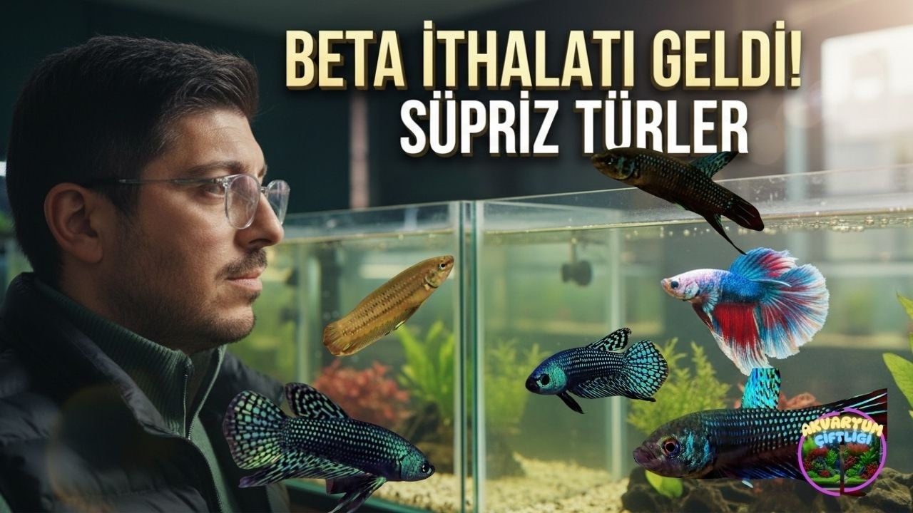 BÖYLE RENKLER YOK! 😍 Efsane Beta İthalatı Geldi!