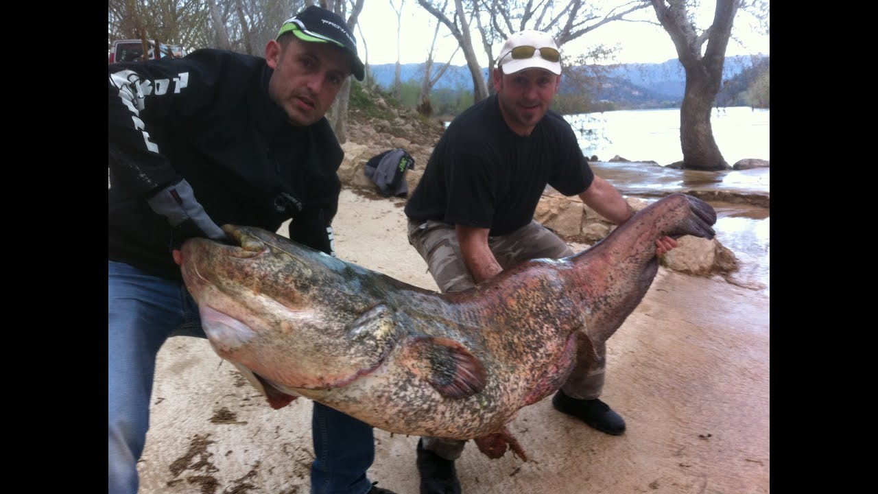 Gros silure 2m40 / 90kg / Gros combat a voir !!!