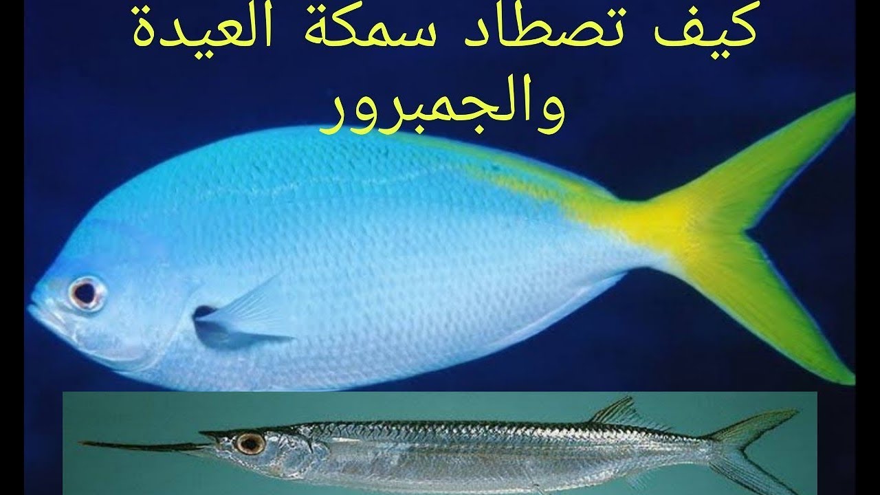 طريقة صيد سمك العيدة والجمبرور (الزنجاريا)